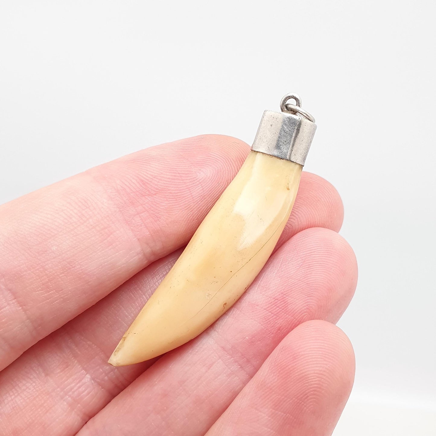 Antique Victorian Solid Silver Tusk Pendant Necklace Tooth Claw Fang Animal Teeth Vintage Rare Unique Jewelry Jewellery Mens Womens