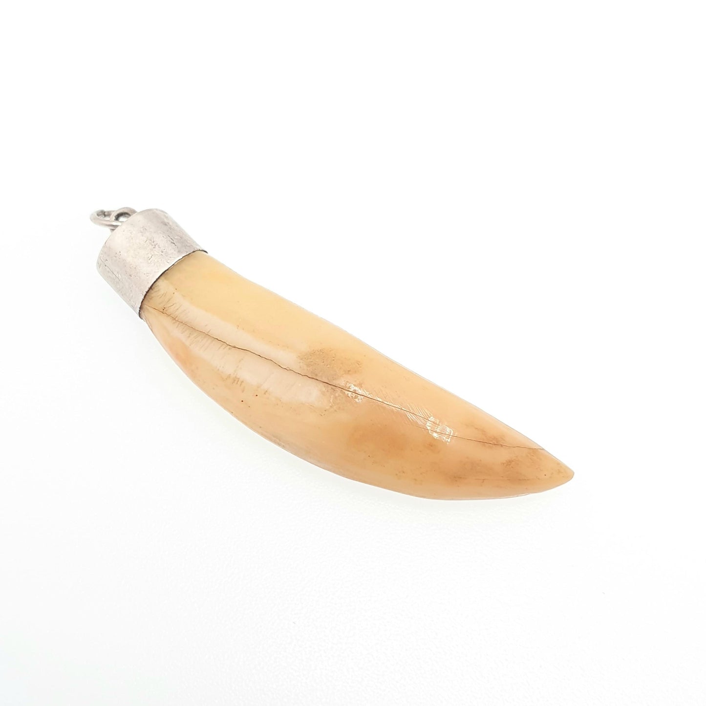 Antique Victorian Solid Silver Tusk Pendant Necklace Tooth Claw Fang Animal Teeth Vintage Rare Unique Jewelry Jewellery Mens Womens